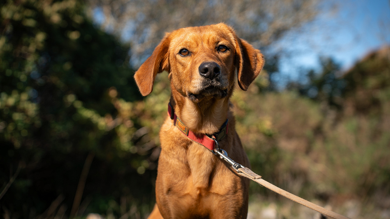 Cães felizes no Cadela Carlota